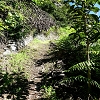 Plants: image 3 Of 208 Thumb